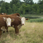 Systemy utrzymania bydła