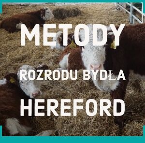 Metody rozrodu bydła hereford