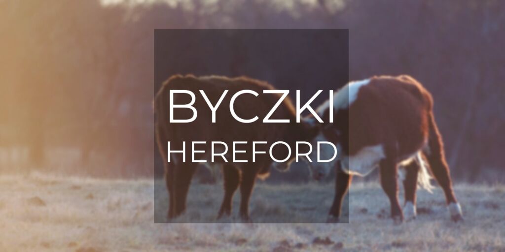 Byczki hereford